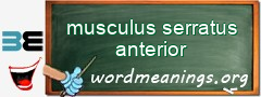 WordMeaning blackboard for musculus serratus anterior